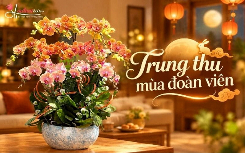 Chậu lan hồ điệp ghép nghệ thuật sang trọng tại Hoa Tươi 360