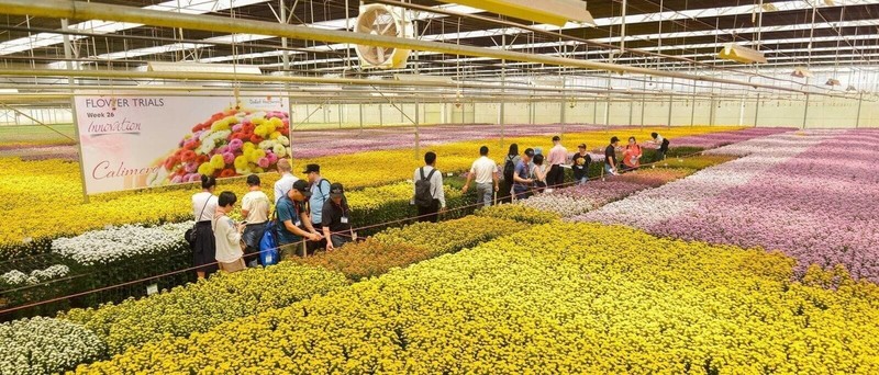 Khu vườn nhà kính trồng hoa tươi công nghệ cao của Dalat Hasfarm cung cấp cho shop hoa tươi Cầu Giấy Hà Nội