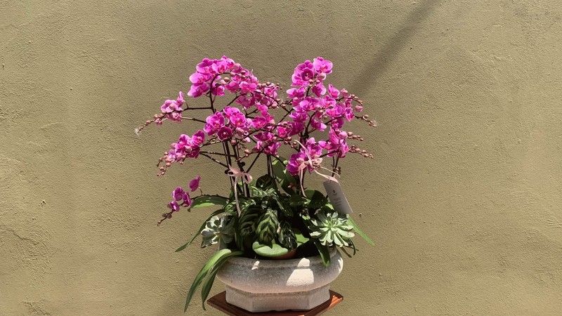Chậu hoa lan tươi sang trọng tại cửa hàng MaiPhuong Floral Long Biên
