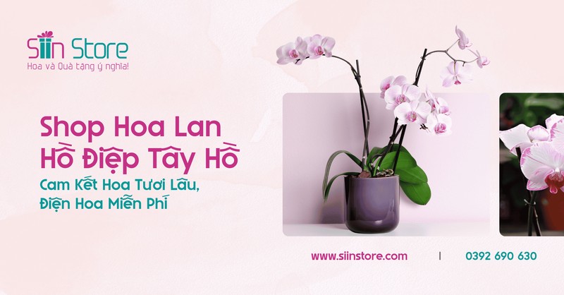 Mẫu hoa lan Hồ Điệp đẹp tại cửa hàng hoa tươi Siin Store quận Tây Hồ Hà Nội